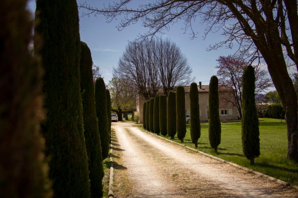 Allée de cyprès du Mas de Chaufondes